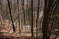 Lines in the Forest