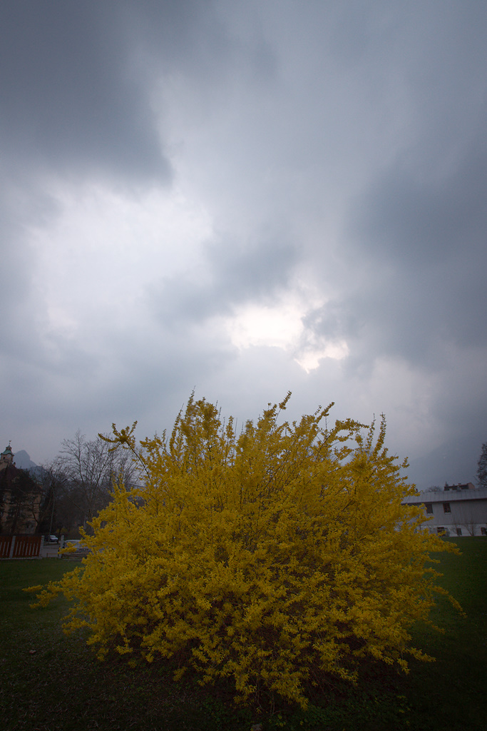 Forsythia in Upcoming Rain. Tagged with 