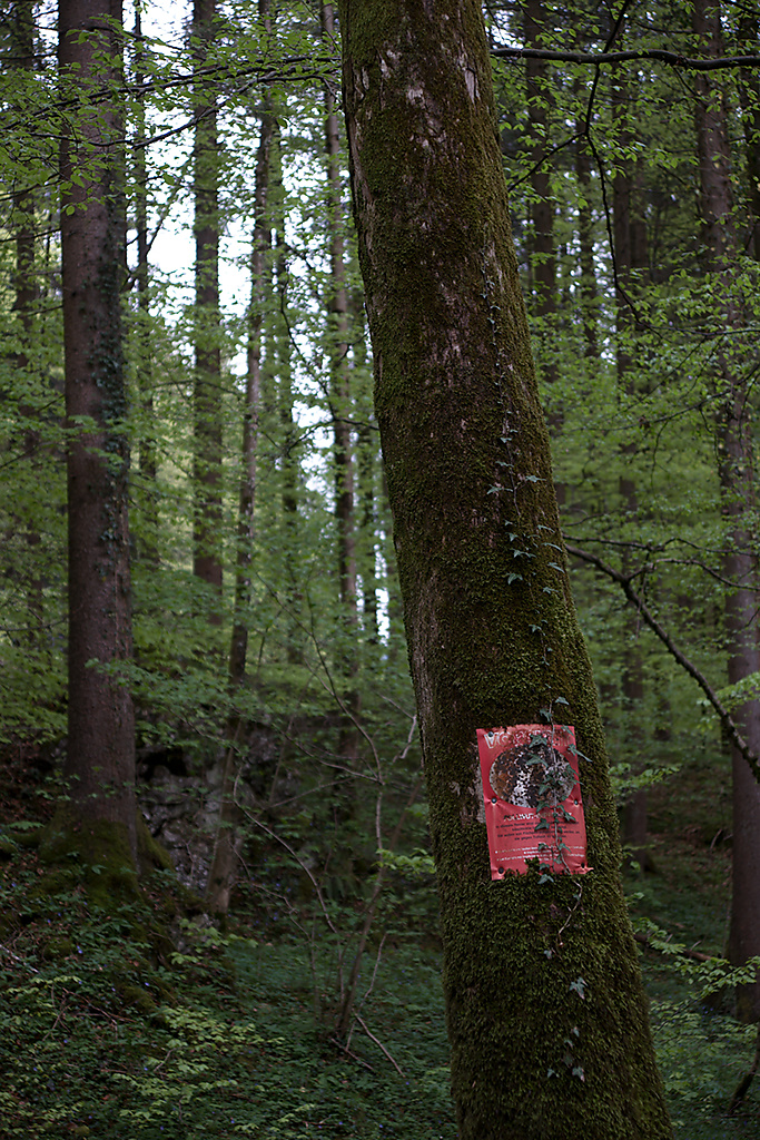 . Tagged with Abend, Evening, Nature, Wald, forest, red sign, tree