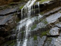 Wild Water Garden