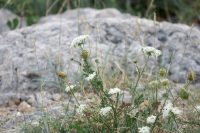 Click to enlarge: Beach Flora IIb