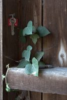 Click to enlarge: Keys and Ivy