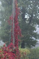 Click to enlarge: dsc41618bb.jpg