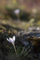 Click to enlarge: Meadow Saffron