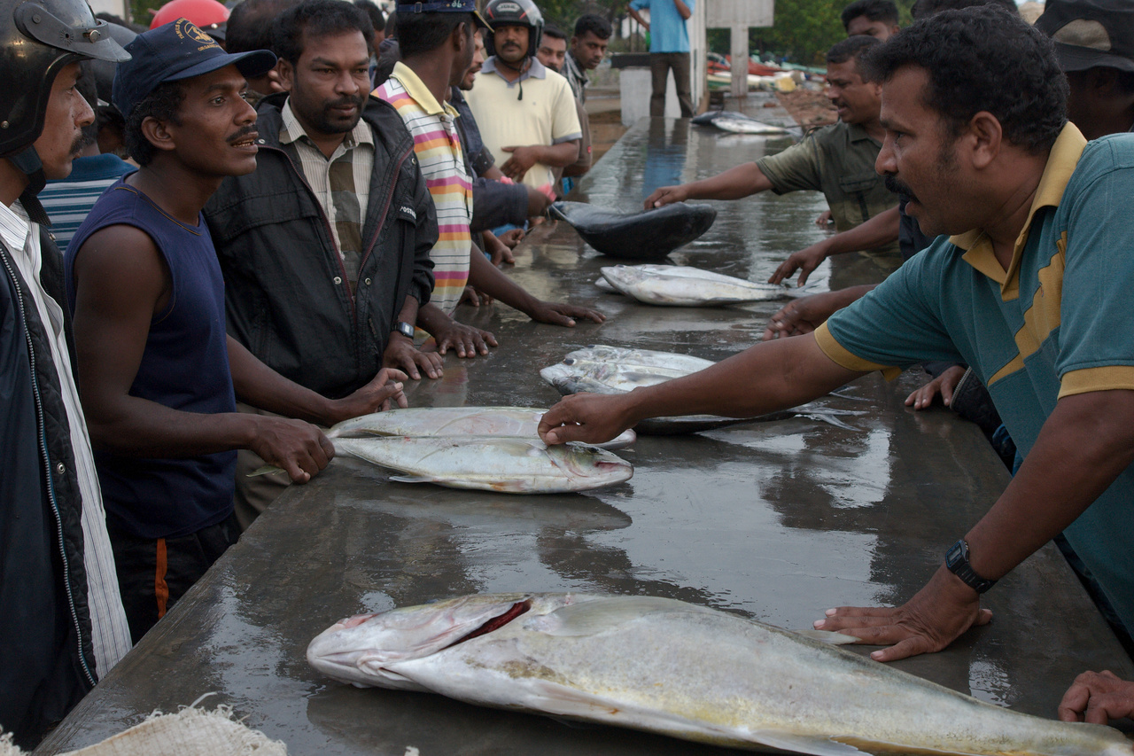 Batticaloa Fish Market 2. Tagged with 