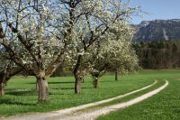 Apple Blossoms