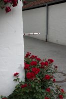 Frontyard Roses