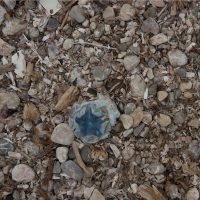 Jellyfish, Plastic