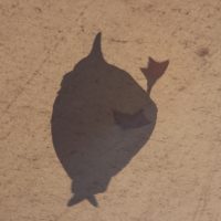 Seagull