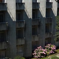 Hydrangeas, Hotel