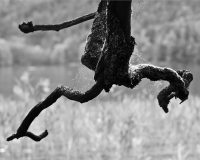 Crooked Branch