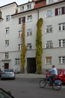 Aristolochia and Biker