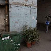 Underpass Oleander