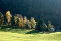Still Green