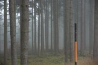 Snow Stake, Forest