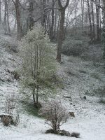 Click to enlarge: Easter Snow [f/4.5, 1/100 sec, 90mm-e, ISO 160, DMC-G3]