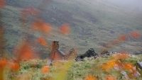 Lilies And A Ruin