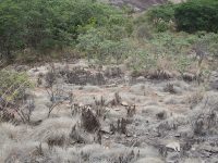 Dry Grass, Bushes