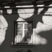 Tree Shadows