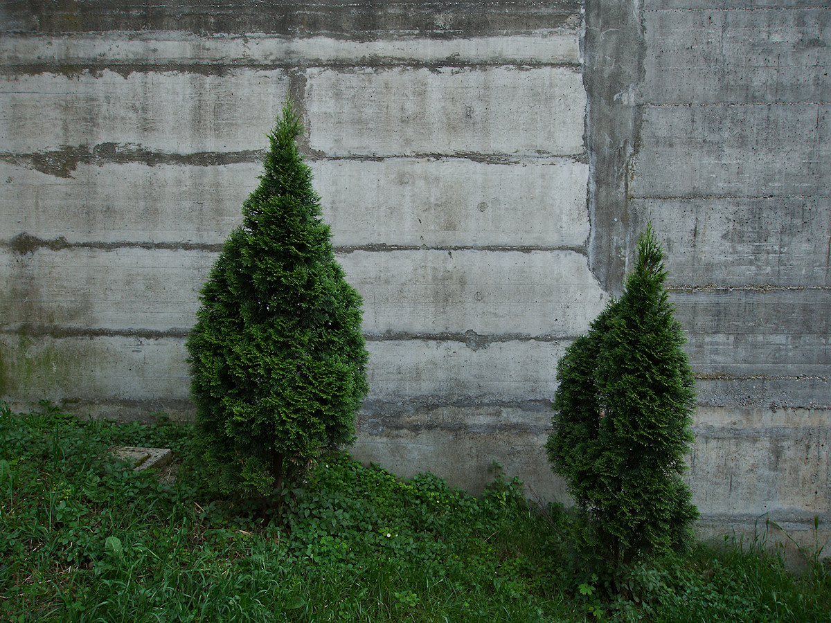 Cypresses With Potential. Tagged with Urban, wall