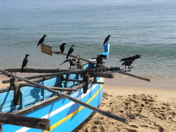 Fishing Boat With Crows. Tagged with Batticaloa Fishermen, Fishermen, Kategorie/Menschen/Fischer, Orte/Sri Lanka/Batticaloa, People, Project, Subject