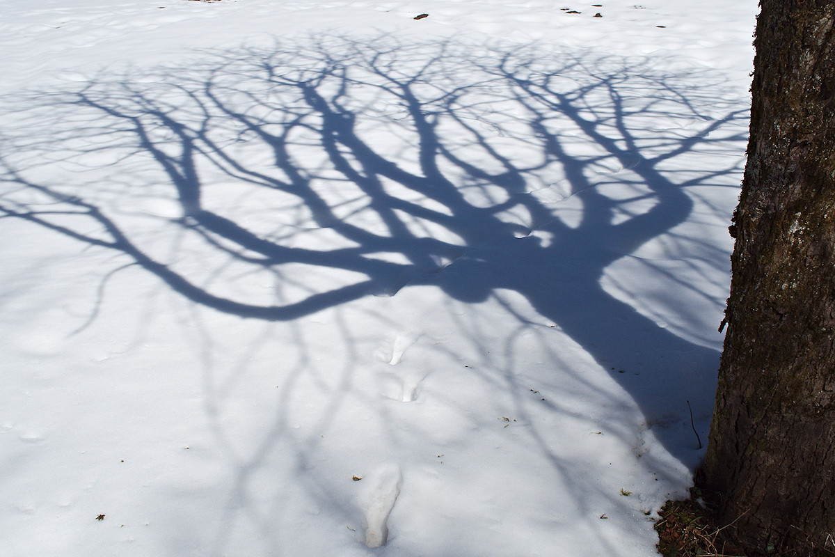 Not a Menora. Tagged with landscape, shadow, snow
