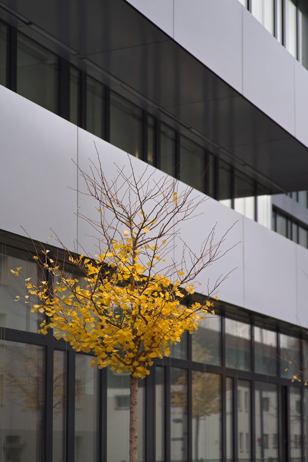 Depressive Gingko, near Ostbahnhof, Munich, geotagged, Autumn Trees, City Trees, Fall, Pentax-M 2.0 85mm, Urban