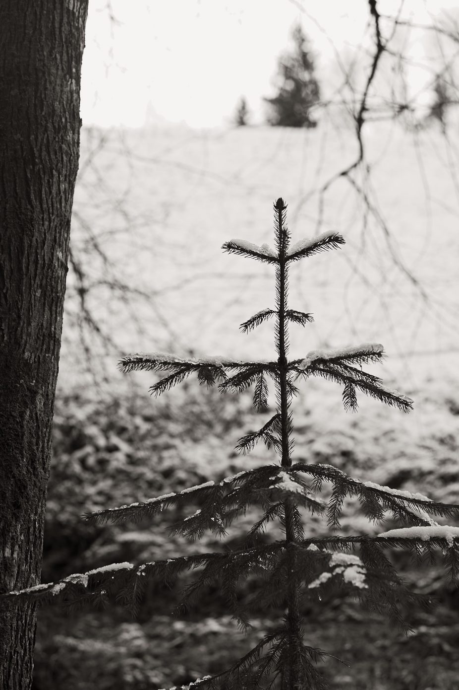 When I am grown up, I will be a Christmas Tree. Tagged with Black & White, Minor Landscape, Treatment