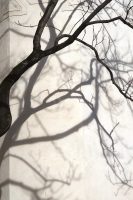 City Trees