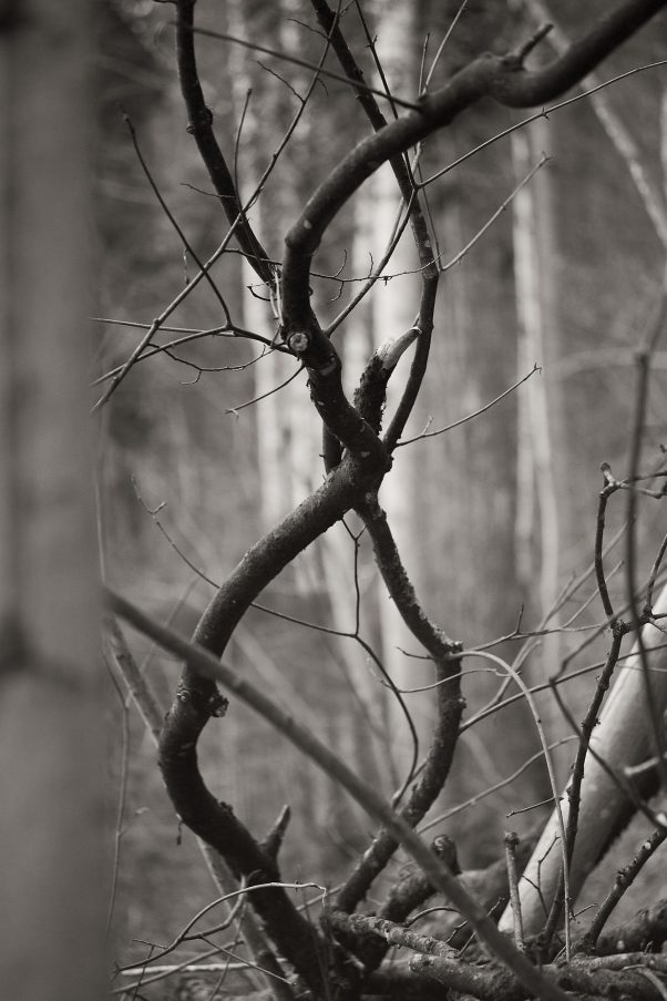 Intertwined, Kugelbachbauernweg, Bad Reichenhall, Black & White, Minolta MD 2.5/100mm, Minor Landscape