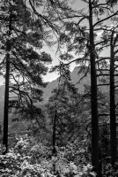 Pine Trees and Underbrush