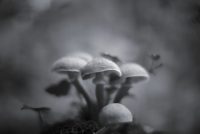 Magic Mushrooms