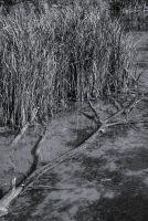 Shallow Pond