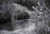 Wetland Grass