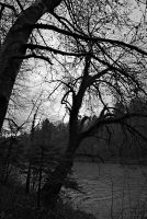 Riverside Tree
