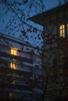 Sparse Leaves, bright Windows