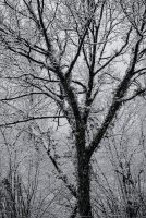 Tree Gestalt