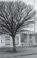 Ecce Arbor