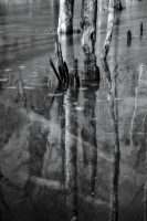 Stumps, Ice, Water