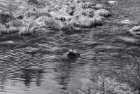 Stone in the Pond