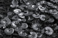 Cyclamen Nest