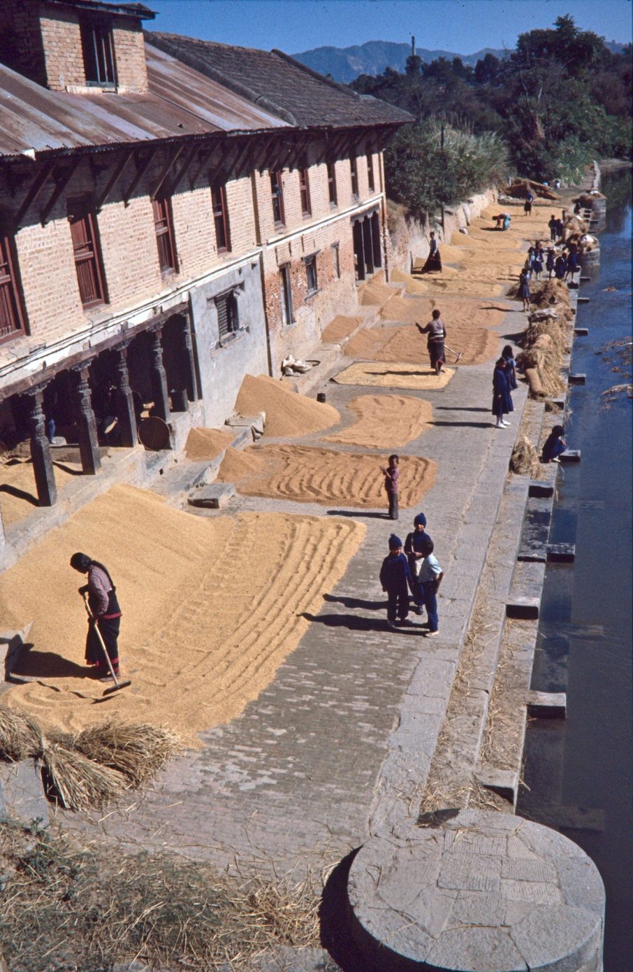 Drying_Rice_at_the_River.jpg
