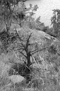 Shrub