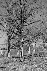 More Mountain Sycamores