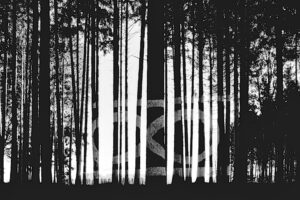 ∞ in the Forest