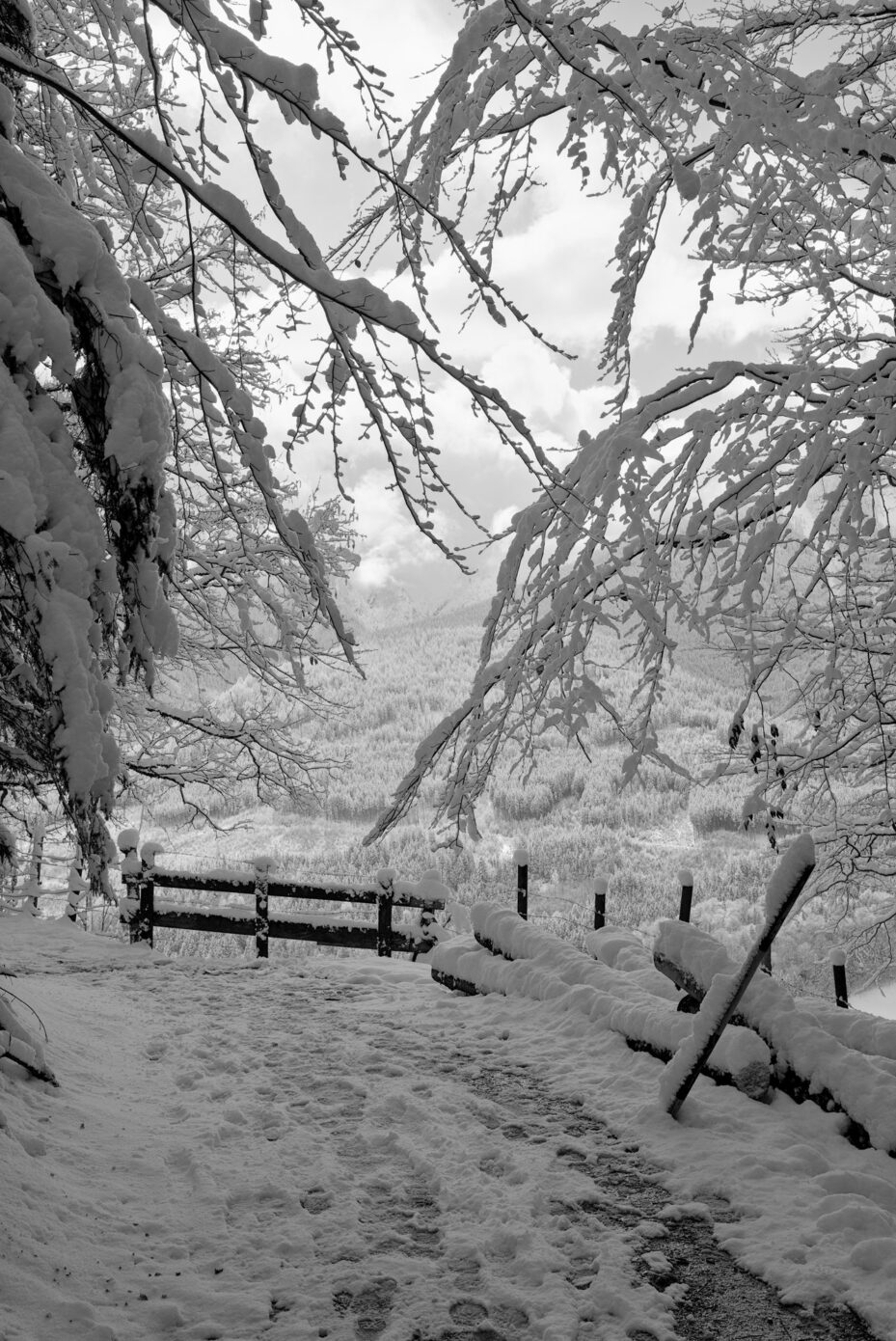 Snow-heavy_Branches.jpg