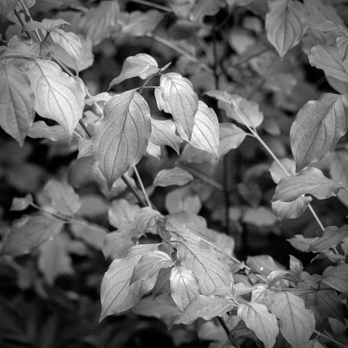 Dogwood_Leaves.jpg