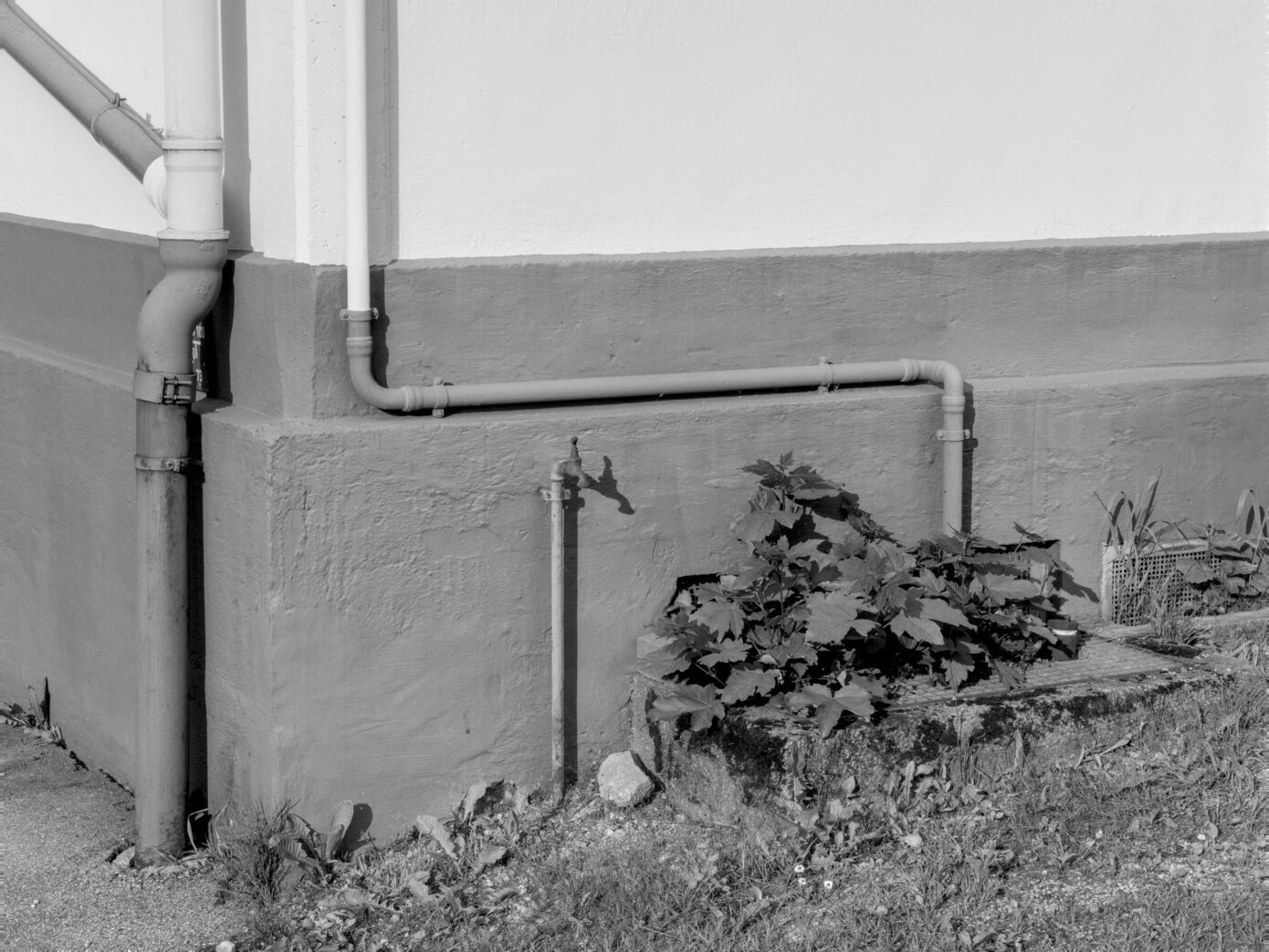 Wall_Art_and_Weeds.jpg