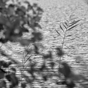 Serendipitous Reed
