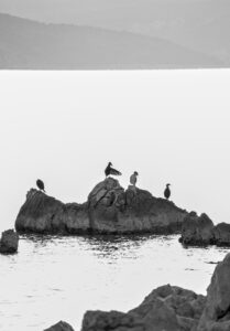 Colony Dynamics